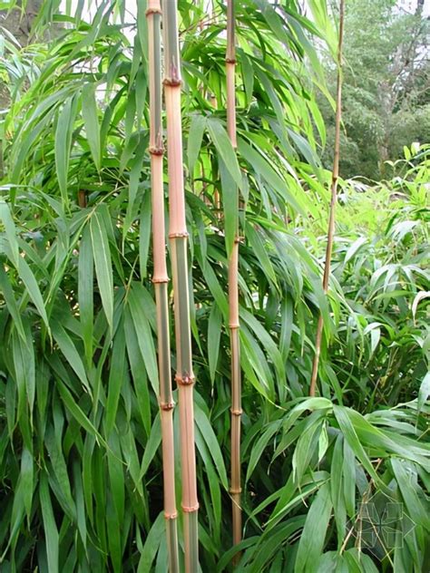 竹子 品種